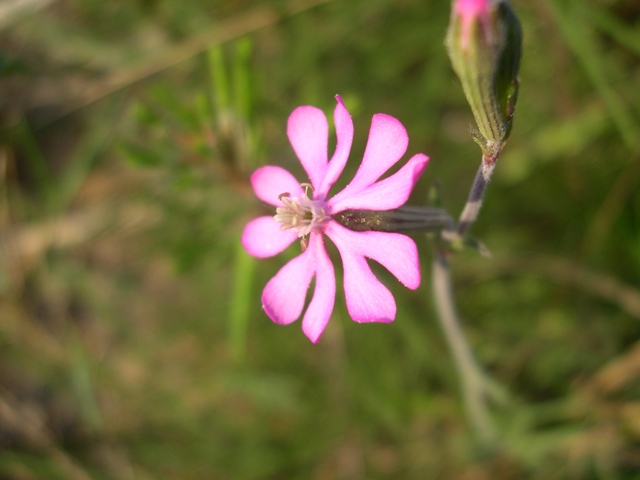 Silene cfr. colorata